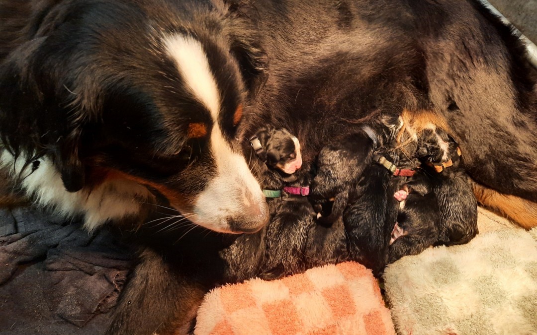 Trots trots onze Bobbie is moeder van 12 pups